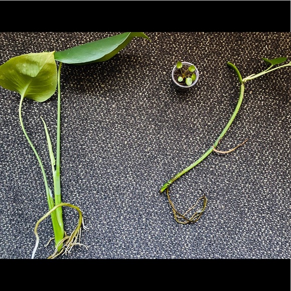 Other - Plant bundle (3)- monstera, pothos, pilea